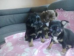 Čivava mini krátkoi dlouhosrstá