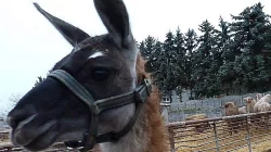 Zvířata pro film