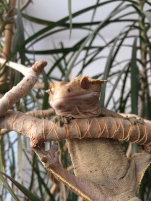 Dasia smaragdina, anolis