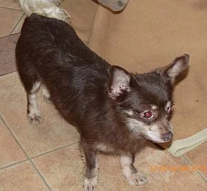 Kříženka čivavy Zoe hledá domov