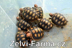 EXOTICKÉ ŽELVY UHLÍŘSKÉ – vlastní odchov!