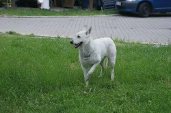 Kříženci bílého švýcarského ovčáka