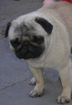 Mops - prodám výborného chovného psa s PP