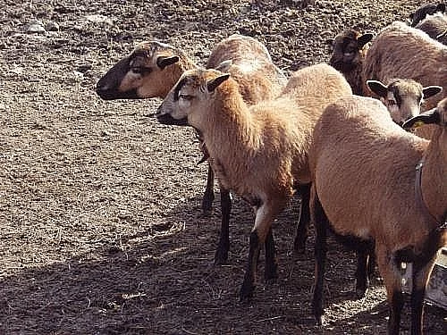 Prodám kamerunské ovce