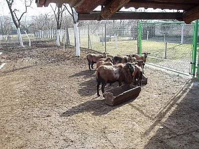 Prodám kamerunské ovce