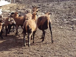 Prodám kamerunské ovce