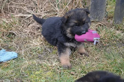 Prodám krásná štěňata něm.ovčák