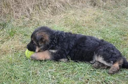 Prodám krásná štěňata něm.ovčák