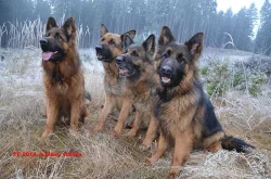 Prodám krásná štěňata něm.ovčák