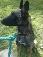 Krytí fenky Belgického Ovčáka-- Malinois