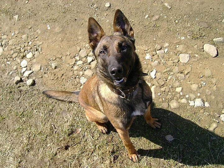 Krytí fenky Belgického Ovčáka-- Malinois