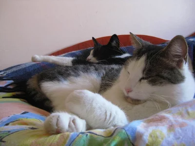 Daruji tyto středoevropské kočíčky