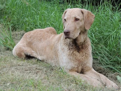 chesapeake bay retrívr