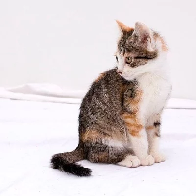 Coco - mačička