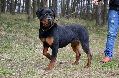 Kyra – šteniatko rotvajlera