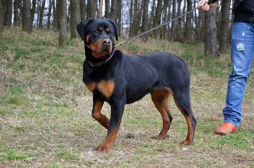 Kyra – šteniatko rotvajlera