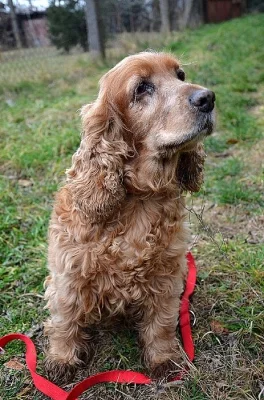 Jessy – 14 ročná sučka potrebuje nový domov