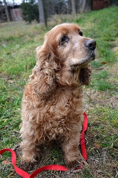 Jessy – 14 ročná sučka potrebuje nový domov