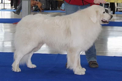 Slovenský čuvač štěňata s PP