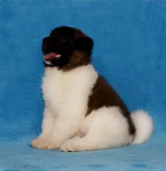 Americká Akita s PP