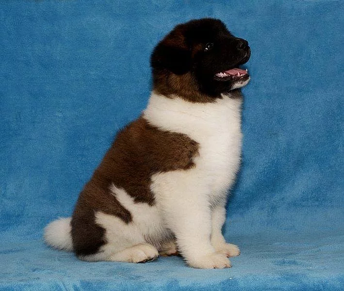 Americká Akita s PP