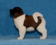 Americká Akita s PP