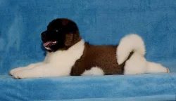 Americká Akita s PP