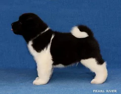 Americká Akita s PP
