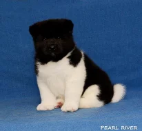 Americká Akita s PP