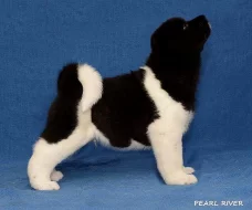 Americká Akita s PP