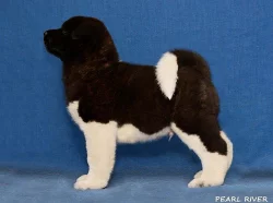Americká Akita s PP