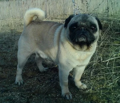 Mops - prodám výborného chovného psa s PP