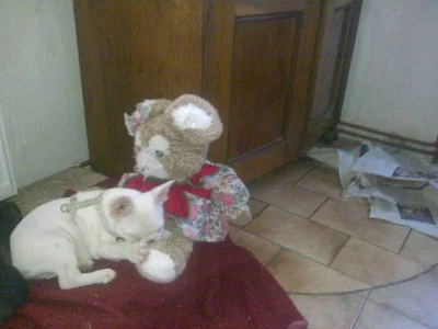Nabízím štěně fr. buldočka