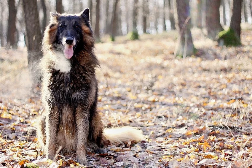 Nabízím fotografování psů