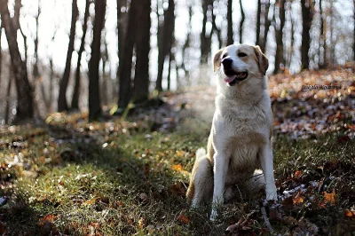 Nabízím fotografování psů