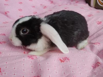 JIŽ K ODBĚRU ZAKRSLÝ BERÁNEK - rex/saten  a TEDDY s VP