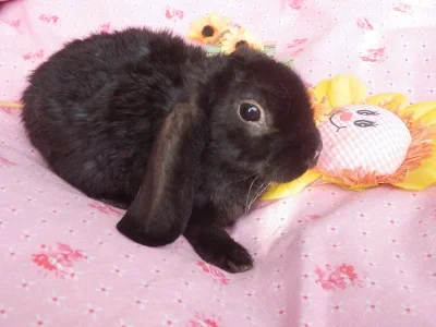 JIŽ K ODBĚRU ZAKRSLÝ BERÁNEK - rex/saten  a TEDDY s VP