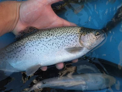 Prodej násady pstruha duhového