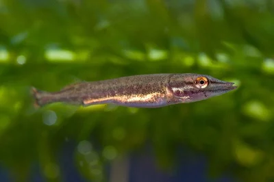 Rychlená štika a rychlený candát