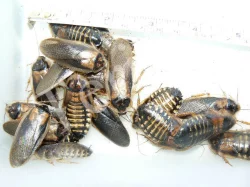 B. dubia a B. discoidalis