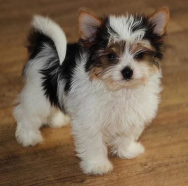 Jorkšírský teriér - biewer