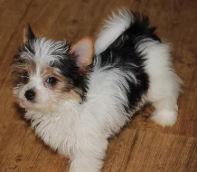 Jorkšírský teriér - biewer