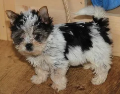 Jorkšírský teriér - biewer