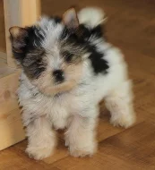 Jorkšírský teriér - biewer