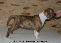 Americký stafordširský teriér s PP