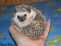 Ježek bělobřichý s PP