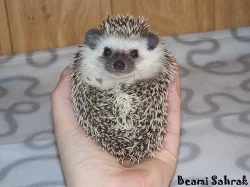 Ježek bělobřichý s PP