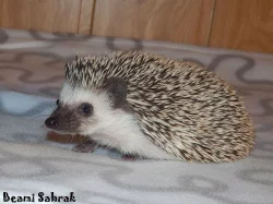 Ježek bělobřichý s PP