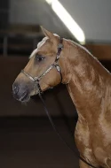 APPALOOSA -PALOMINO-připouštění