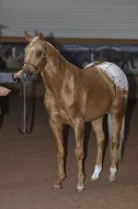 APPALOOSA -PALOMINO-připouštění